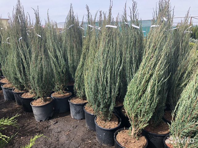 Можжевельник