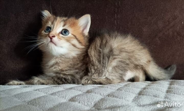 Шотландская девочка