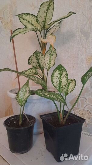 Комнатные растения