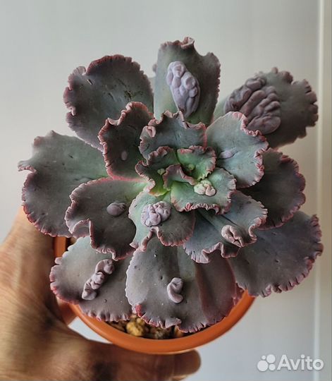 Редкие суккуленты. Эхиверии с наростами