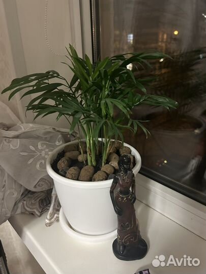 Комнатные растения цветы