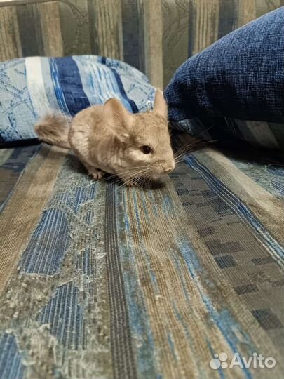Шиншилла