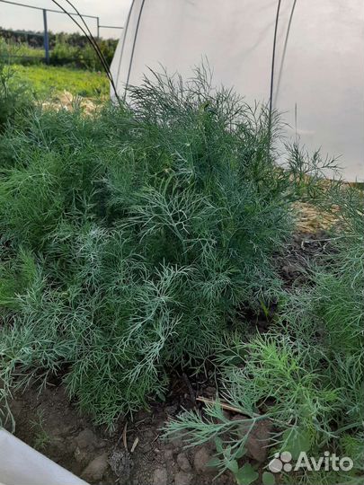 Укроп свежий