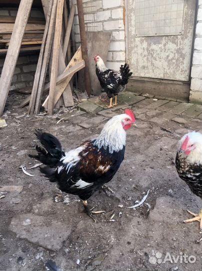 Петухи