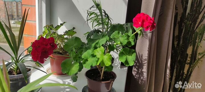 Герань пеларгония