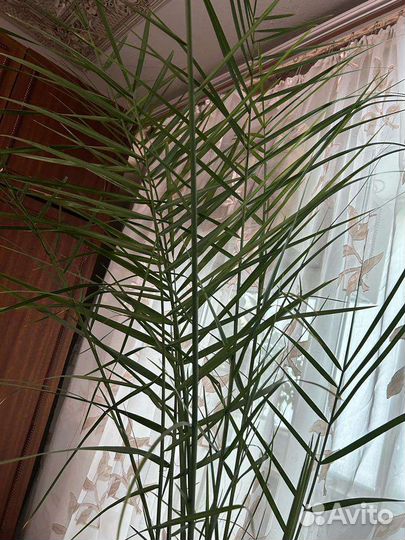 Финиковая пальма