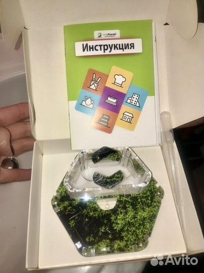 Муравьиная ферма