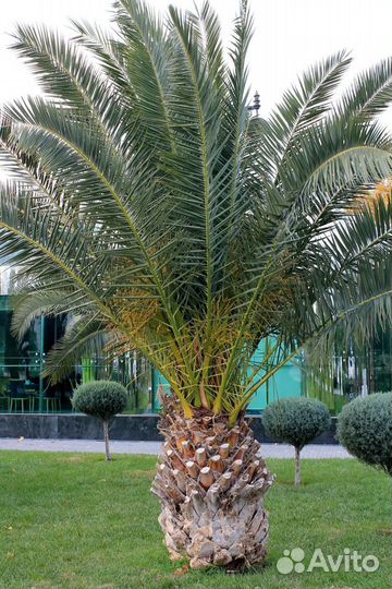 Финик канарский, семена