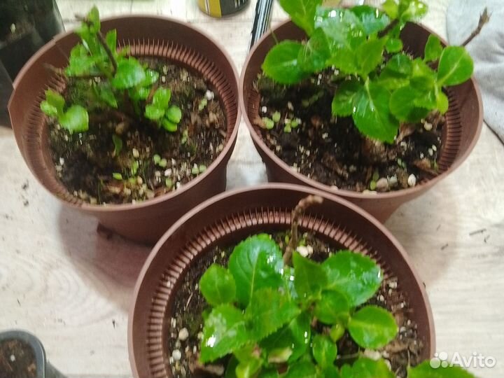 Гортензия крупнолистная Сбежавшая невеста