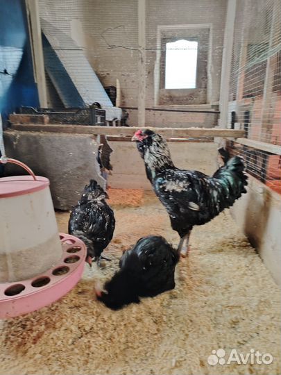 Инкубационное яйцо гергебильской породы кур