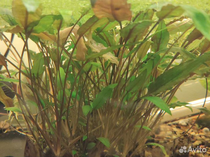 Криптокорины