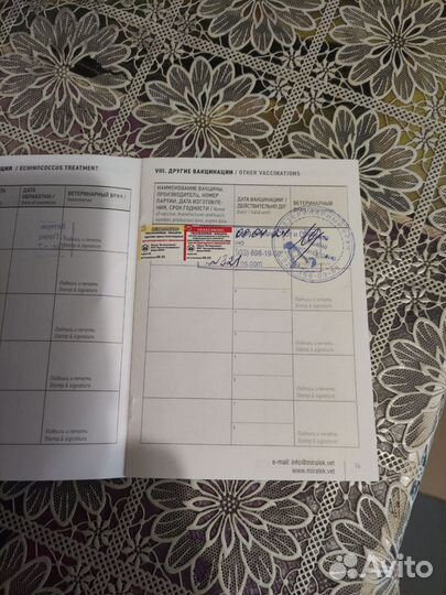 Щенки русский той-терьер