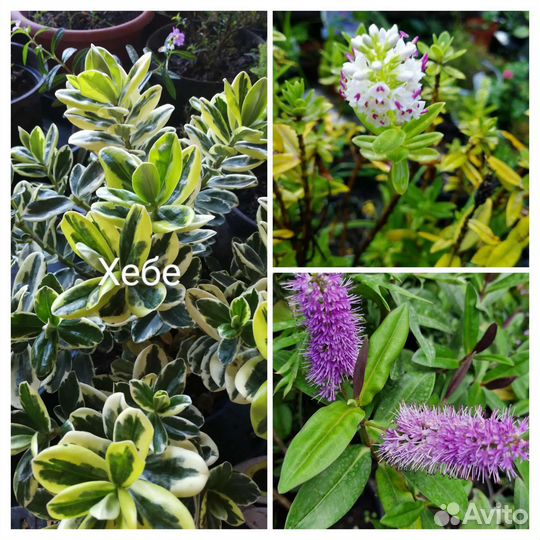 Хебе вечнозеленый