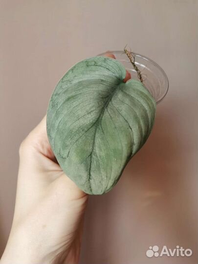 Сортовые сциндапсусы