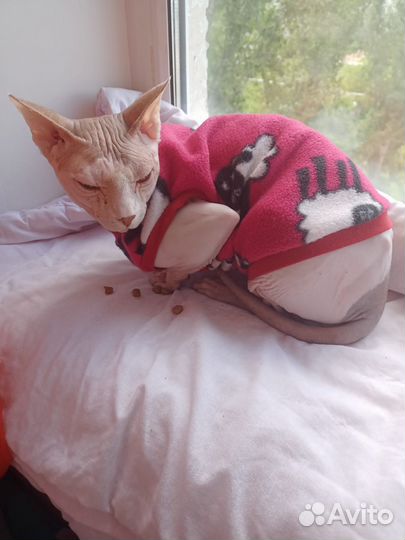 Донской сфинкс