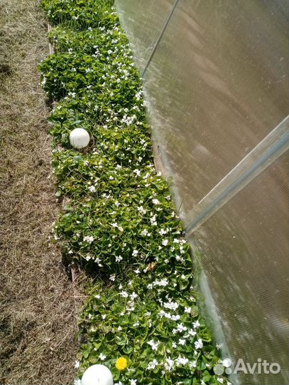 Многолетняя фиалка садовая белая мотыльковая