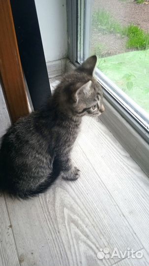 Котик милый, любознательный