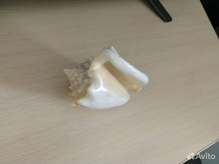 Ракушка морская большая