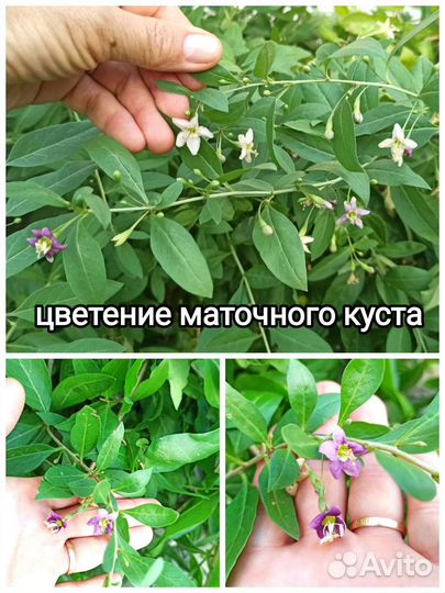 Годжи саженец зкс