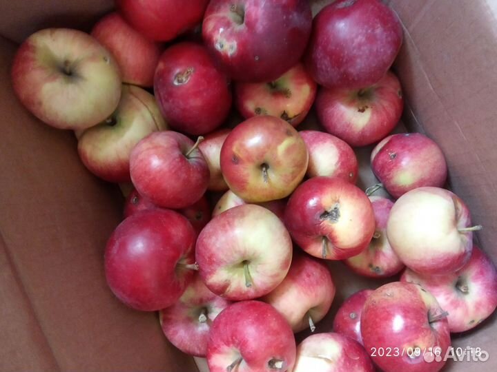 Яблоки