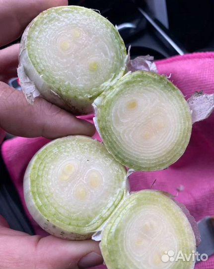 Лук на выгонку пера опт