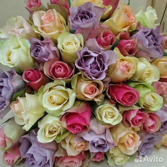 Роза кения 51/101/301