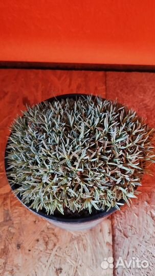 Гвоздика многолетняя, астра альпийская