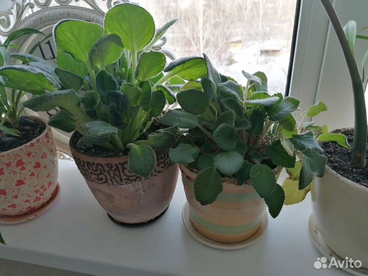 Комнатные растения