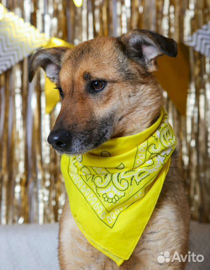 Лакки предали люди