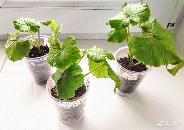 Кампанула, бегония глуар де лоррен