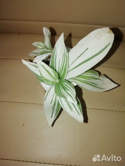 Традесканция белоцветковая и зебрина