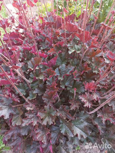 Цветы многолетники