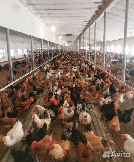 Цыплята и Утята с Птицефермы