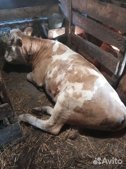 Корова дойная с теленком