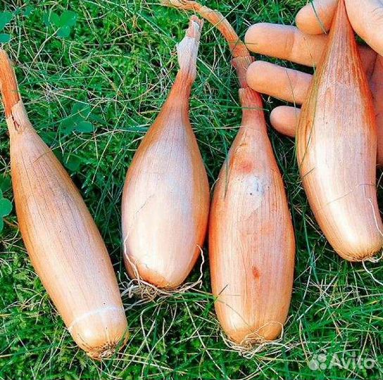 Лук-Шалот Зебруне и Белая Королева, Квочка