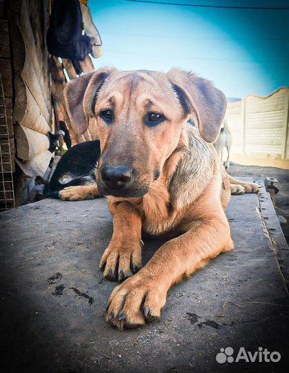 Щенок Фанни