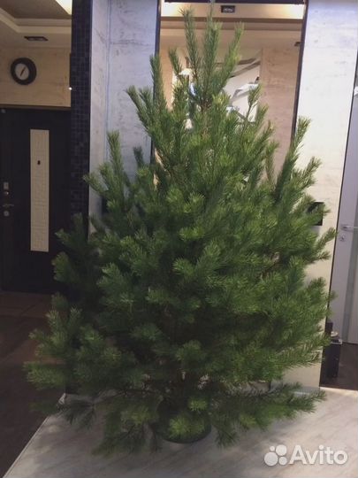 Сосна от 1м до 3,5м оптом и в розницу