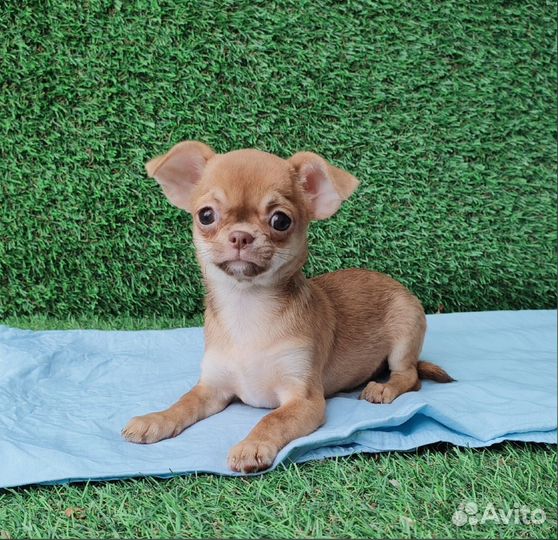 Чишки девчонки и мальчишки