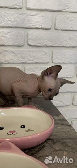 Канадский сфинкс