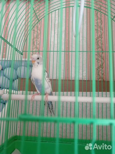 Волнистый попугай с клеткой