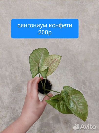 Сингониумы