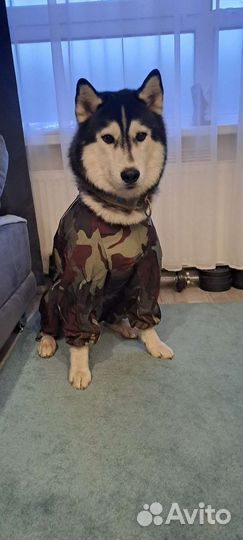 Комбинезон дождевик для собаки