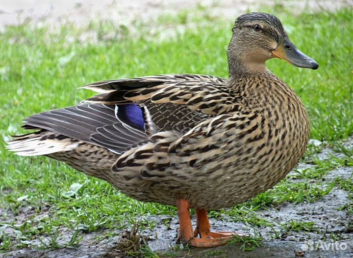 Утки дикие подсодные