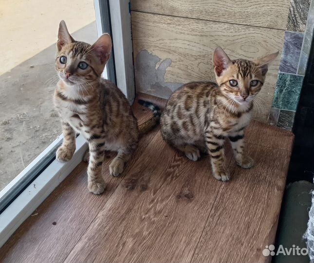 Бенгальские котята