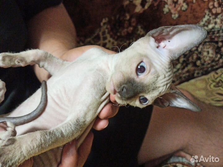 Канадский сфинкс котенок девочка