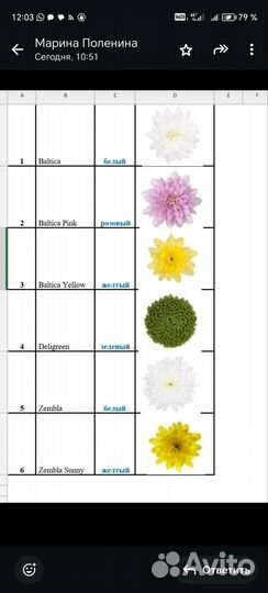 Хризантема срез