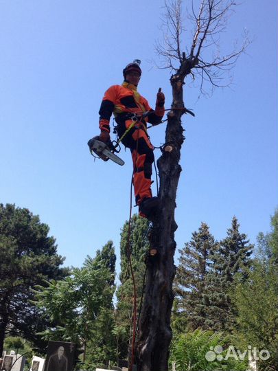 Спил Деревьев Гостагаевская. Удаление, Обрезка