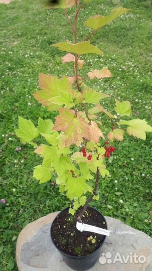 Смородина 3х летка красная белая розовая