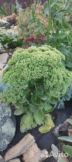 Очиток видный