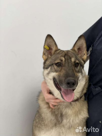 Собака в добрые руки